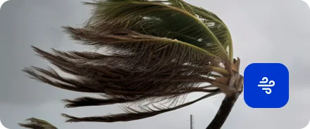 Wind Damage